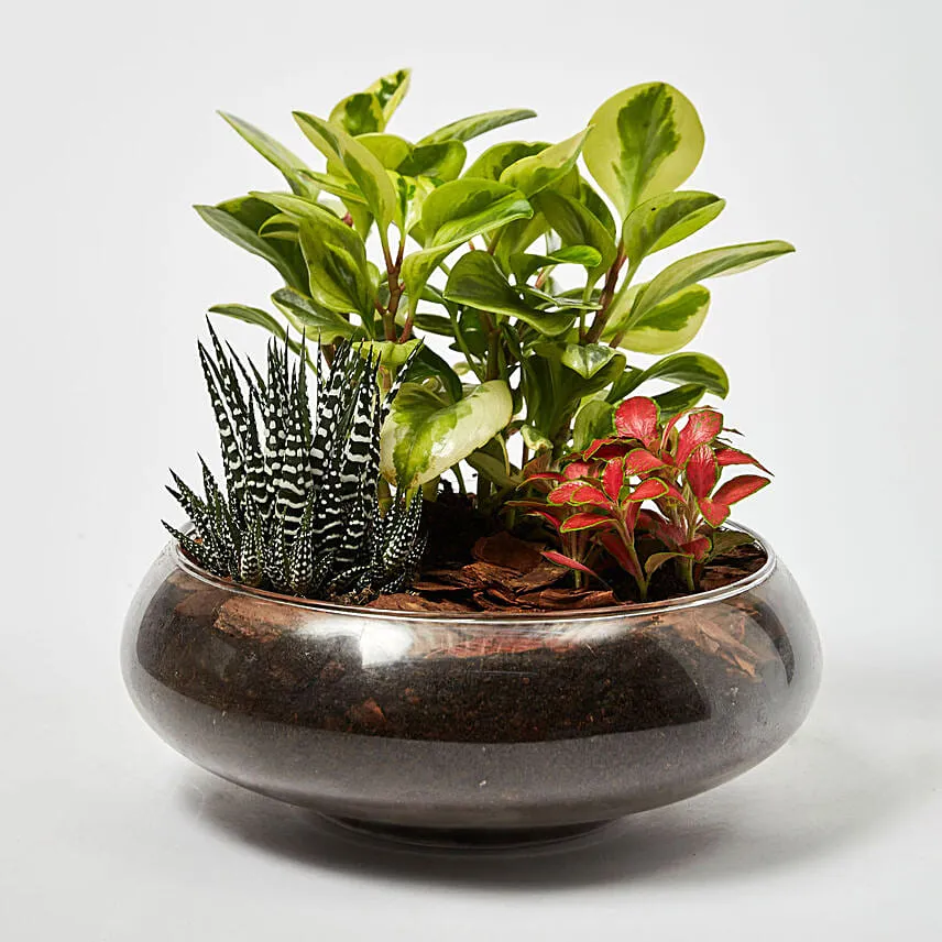Fittonia With Peperomia & Haworthia In Platter Planter