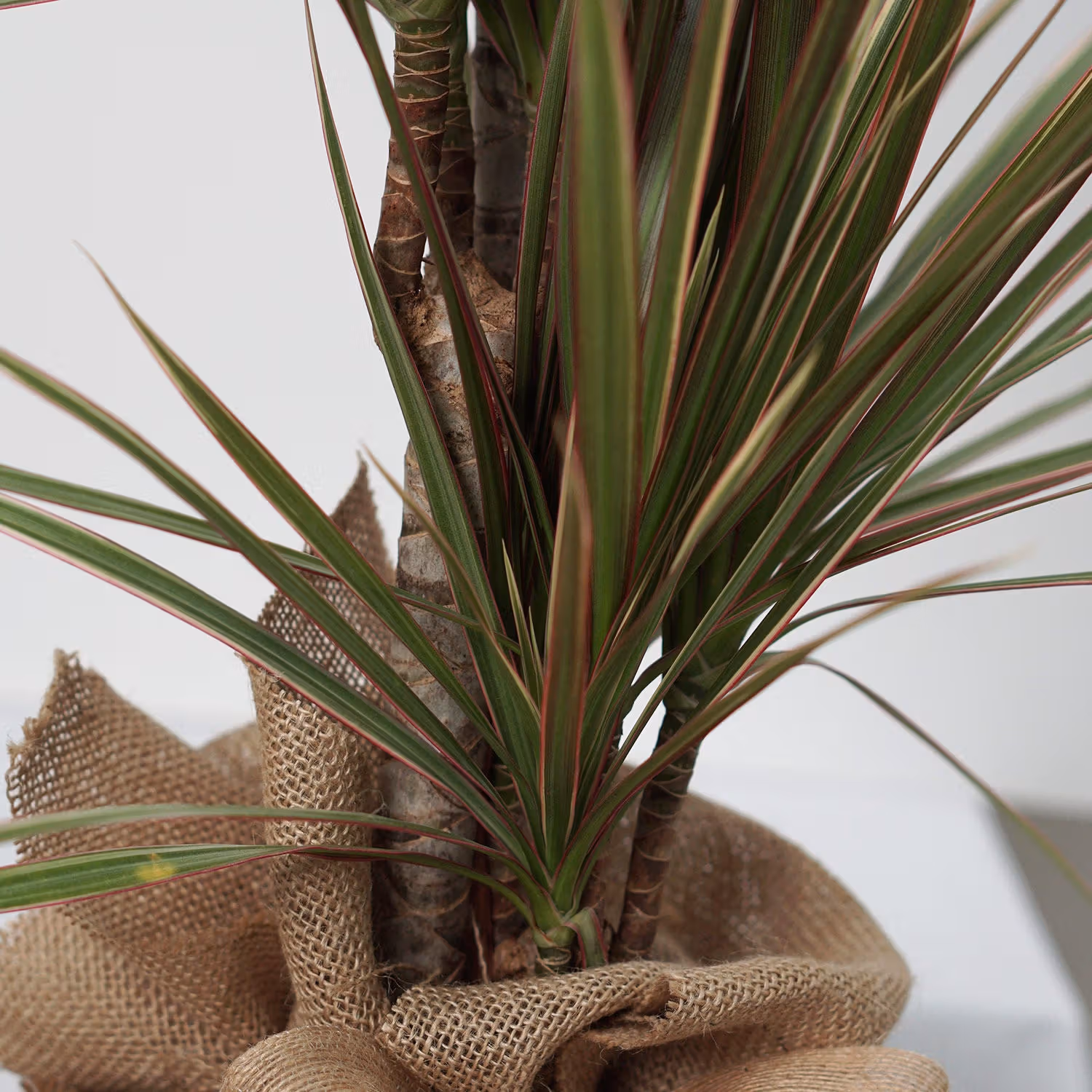 Bicolor Dracaena Marginata Plant in Eco-Friendly Jute Pot