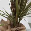 Bicolor Dracaena Marginata Plant in Eco-Friendly Jute Pot