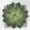 Elegant Echeveria Plant in a Decorative Square Glass Jar