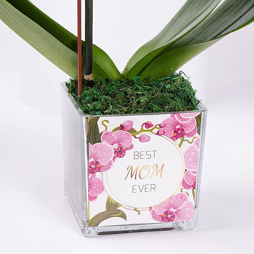 Best mom Ever Orchid Plant in Vase