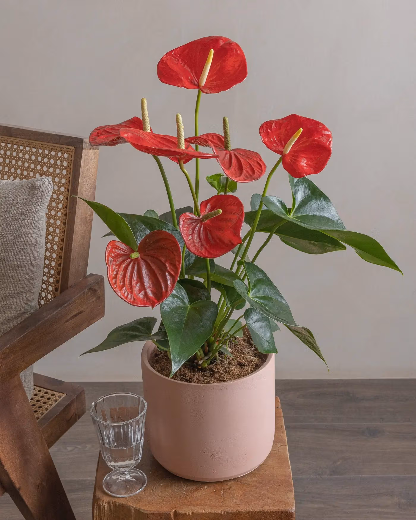 Varient Advanced - Test Product - Nursery / White
