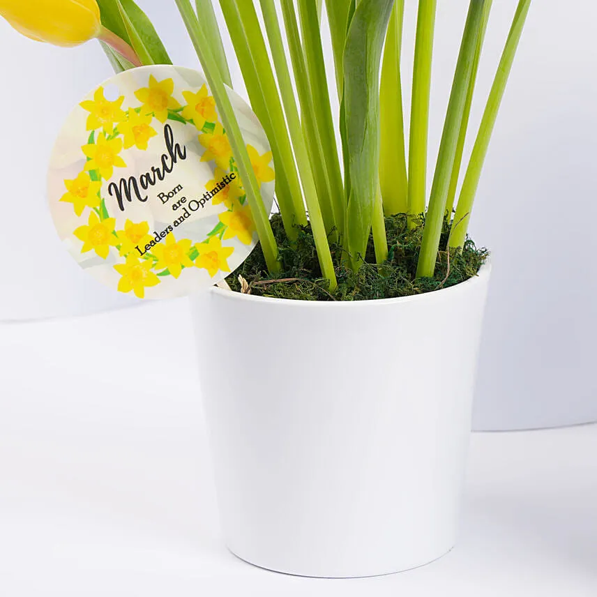 Daffodils and Tulips Pot With Cake