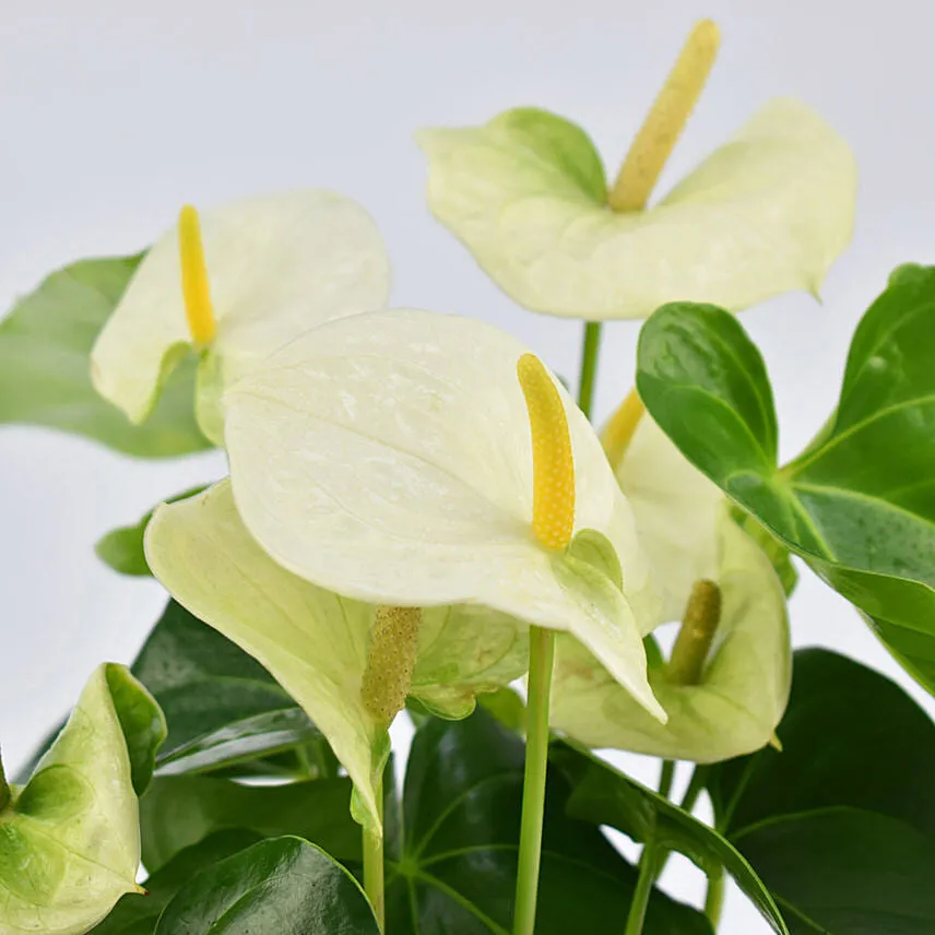 White Anthurium Plant In White Pot