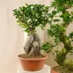 Trio of Tranquility | Set of 3 Bonsai Plants