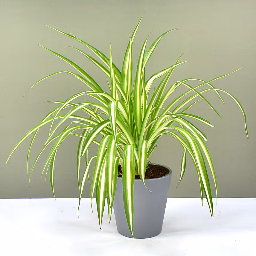 Chlorophytum Or Spider Plant