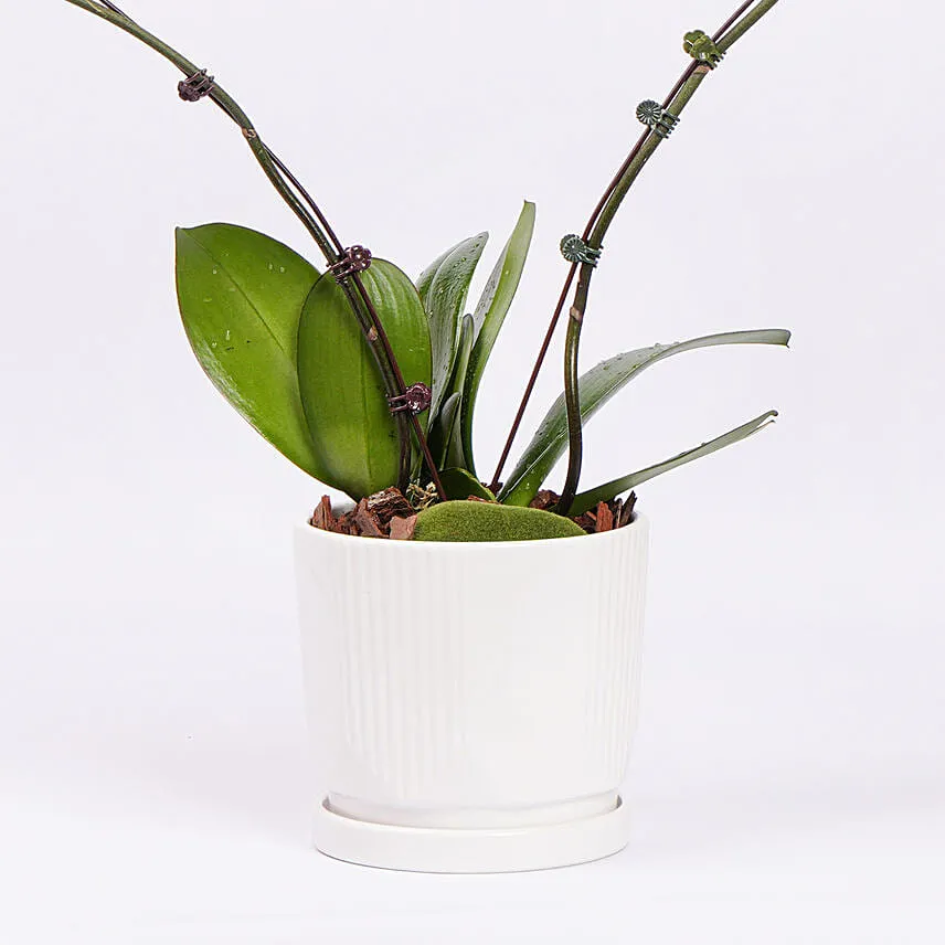 White Heart Orchid