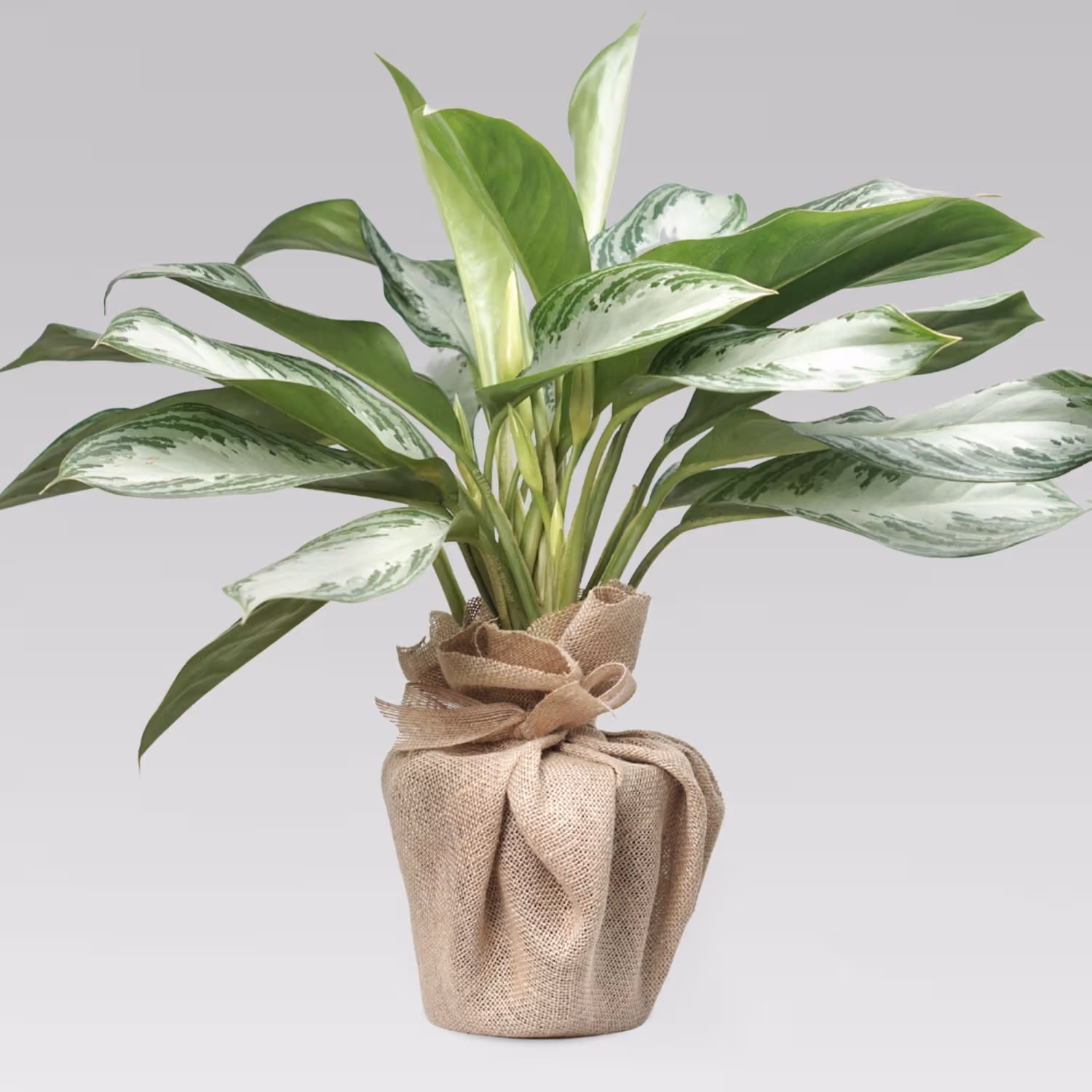 Aglaonema Silver Bay in Eco-Friendly Jute Pot - Perfect Indoor Greenery