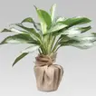 Aglaonema Silver Bay in Eco-Friendly Jute Pot - Perfect Indoor Greenery