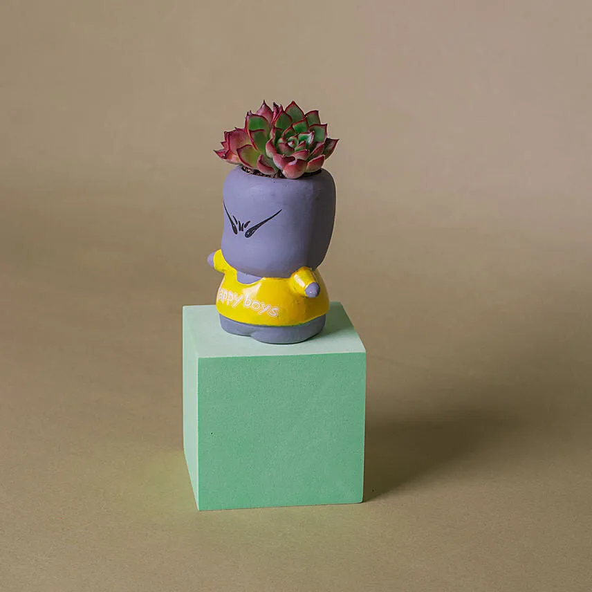 Echeveria Succulent Quirky Boy Pot