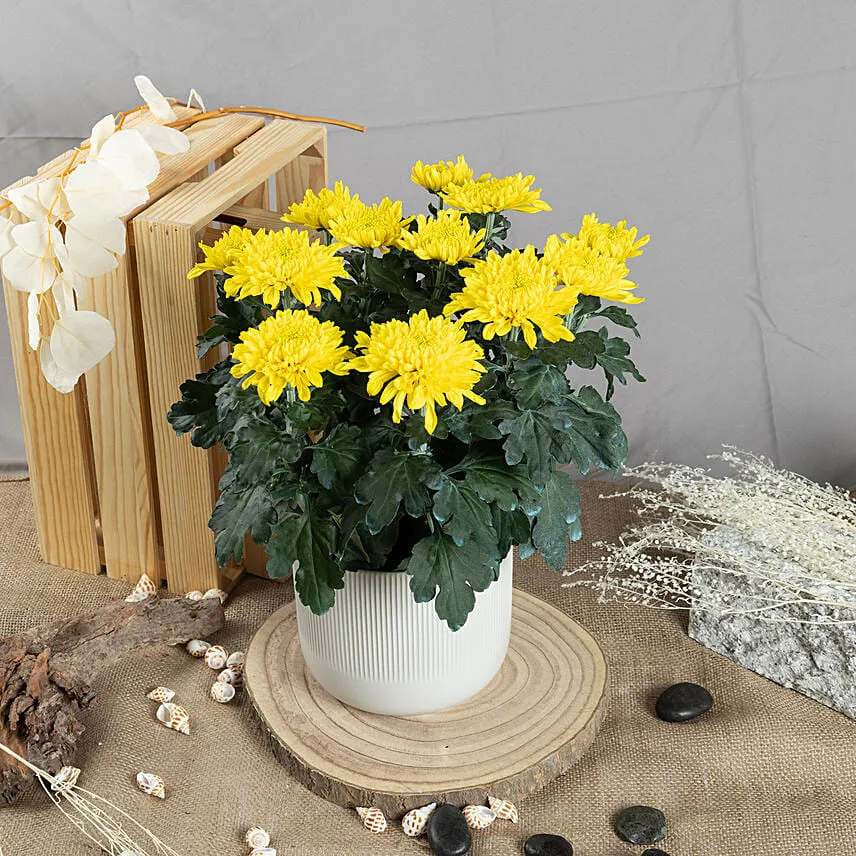 Yellow Chrysanthamum Plant
