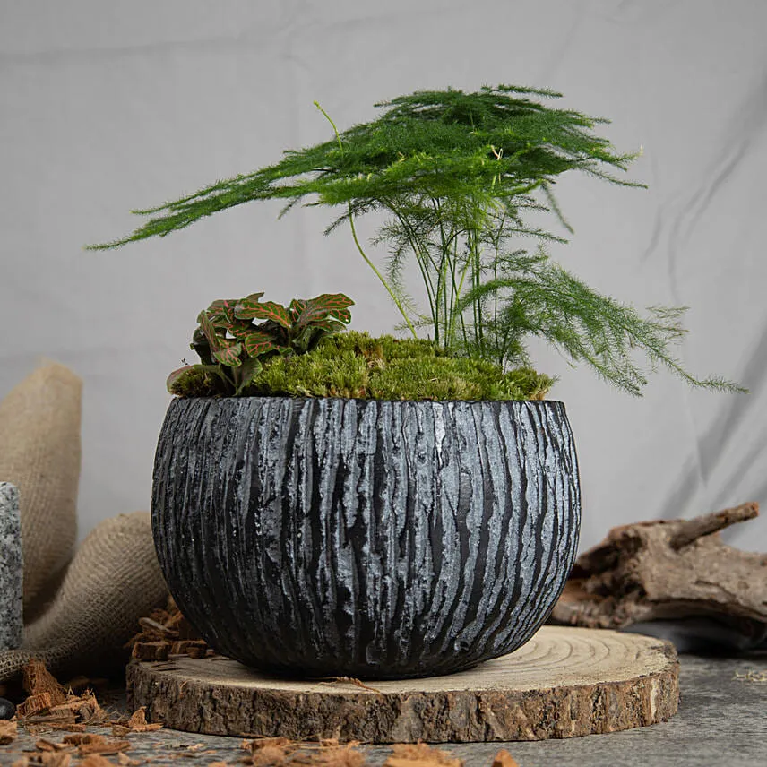 Red Fittonia and Asparagus Fern Plants