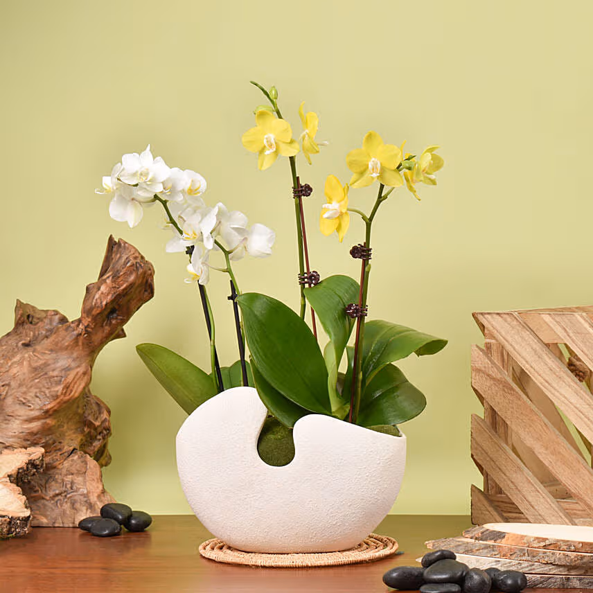 White and Yellow Mini Orchid in Designer Base with Cake