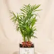 Father's Day Delight: Chamaedorea & Red Fittonia Desk Plant in Glass Vase