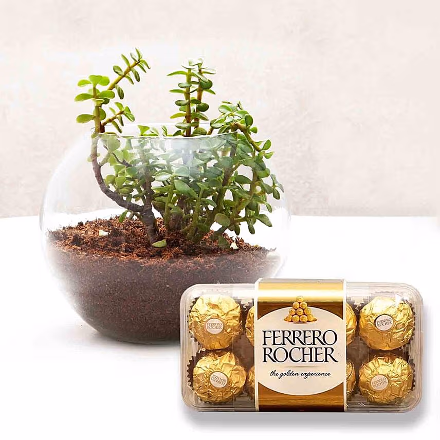 Jade Plant In Round Vase & Ferrero Rocher