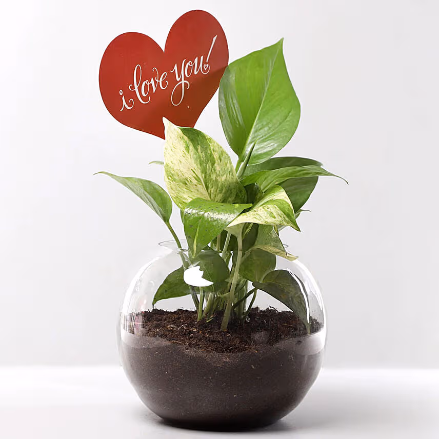 Love You Money Plant