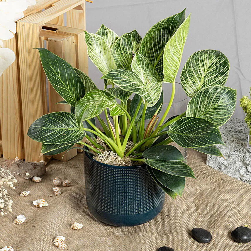 Philodendron Birkin