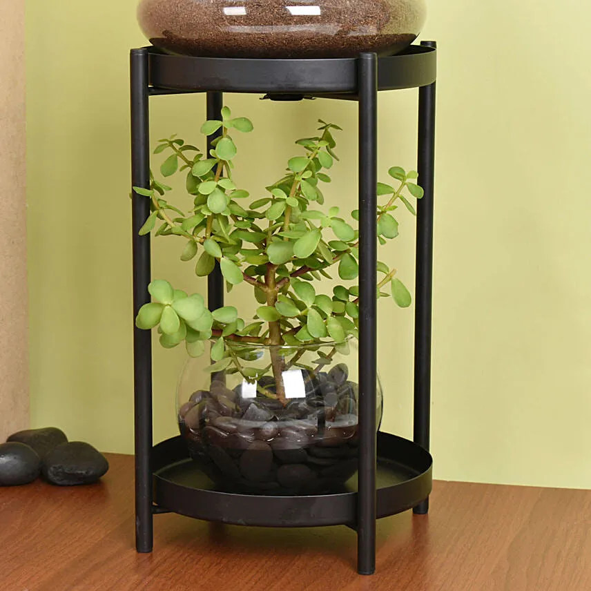 Elegant Dish Garden and Lucky Jade Plant Stand