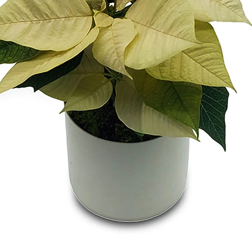 White Poinsettia
