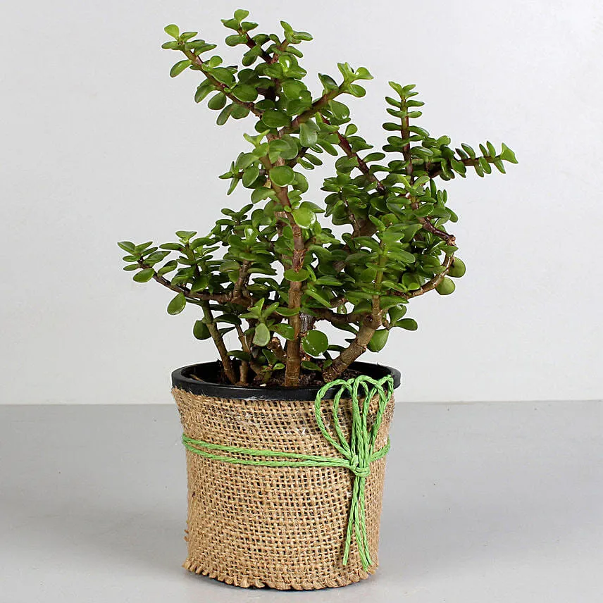 Classic Jade Plant for Fathers Day