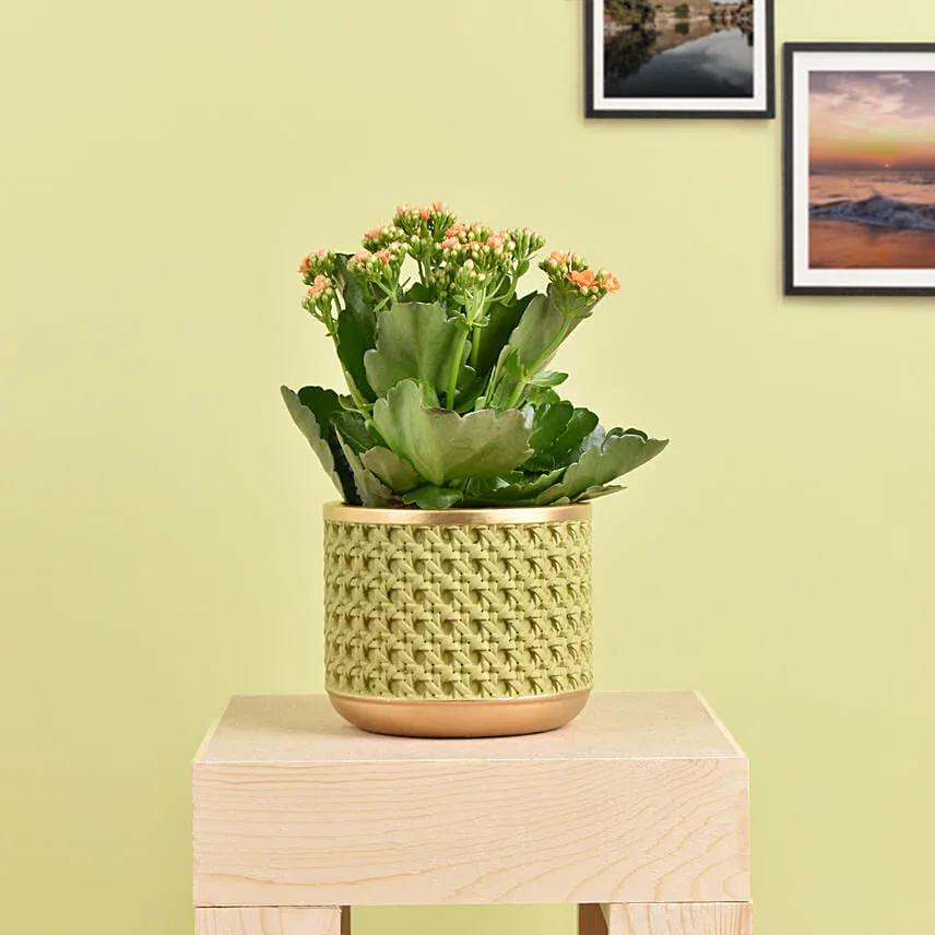 Orange Kalanchoe in Small Planter