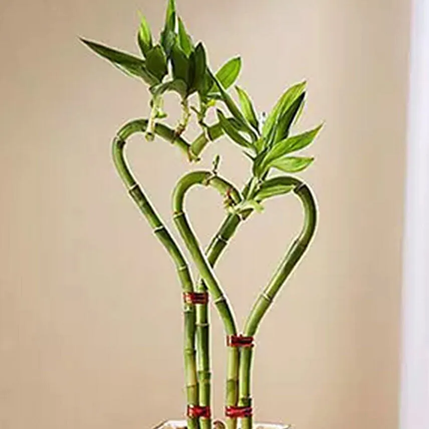 Heart Shaped Bamboo Plant In Glass Vase