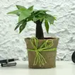 Money Tree