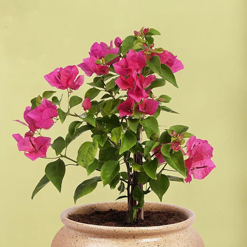 Pink Bougain Villa