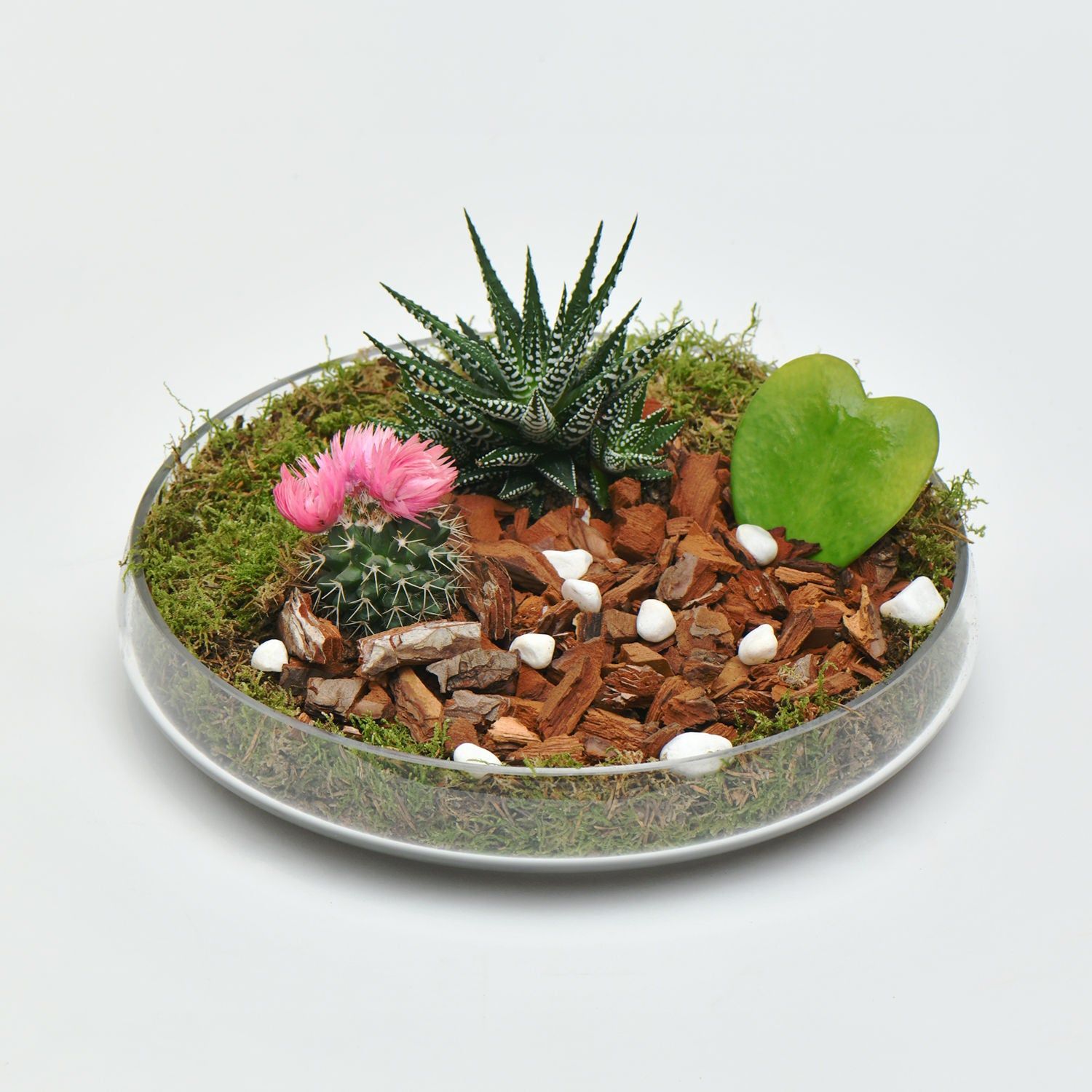 Deluxe Succulent Plant Gift Set with Glass Tray