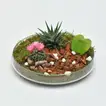 Deluxe Succulent Plant Gift Set with Glass Tray