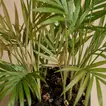 Thank You Doctor Chamaedorea Plant