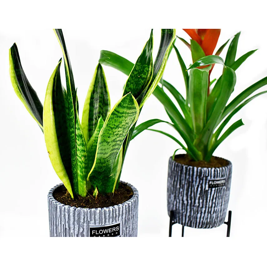 Indoor Plants Duo Snake And Guzmania Plant