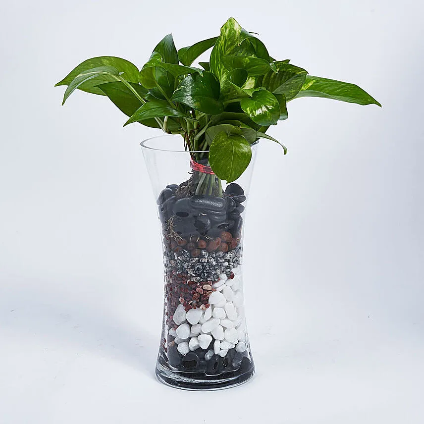 Money Plant in Tall vase