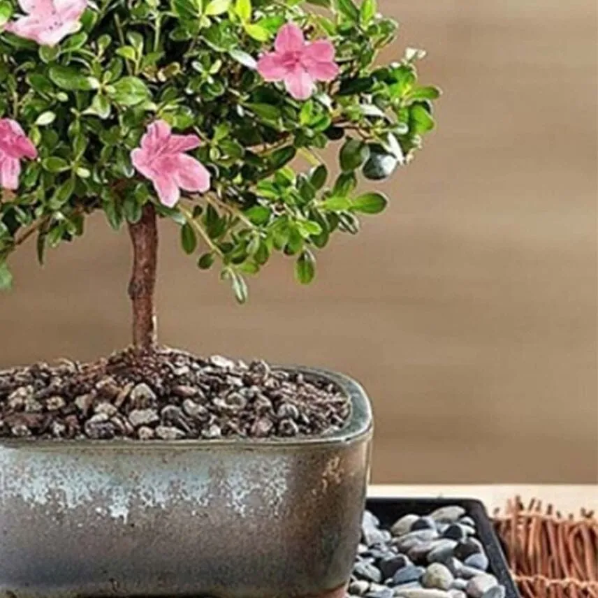 Azalea Bonsai
