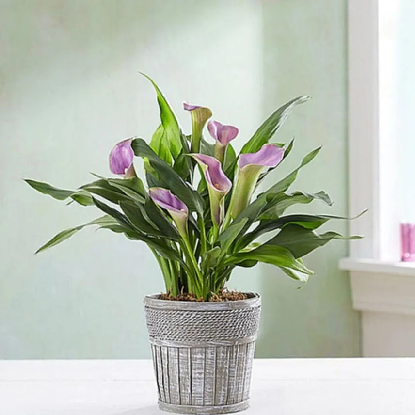 Elegant Calla Lily