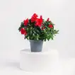 Festive Red Azalea Plant for Christmas Décor