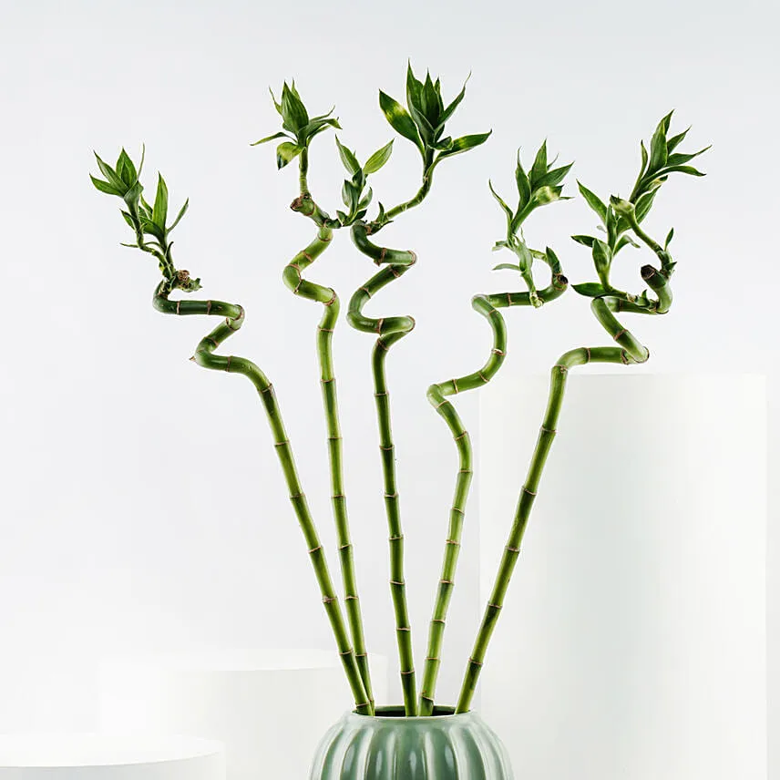 Sprial Lucky Bamboo in Premium Ceramic Vase