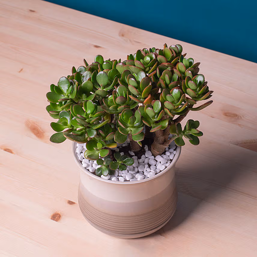 Mini Succulant Plant in Round Designer Vase