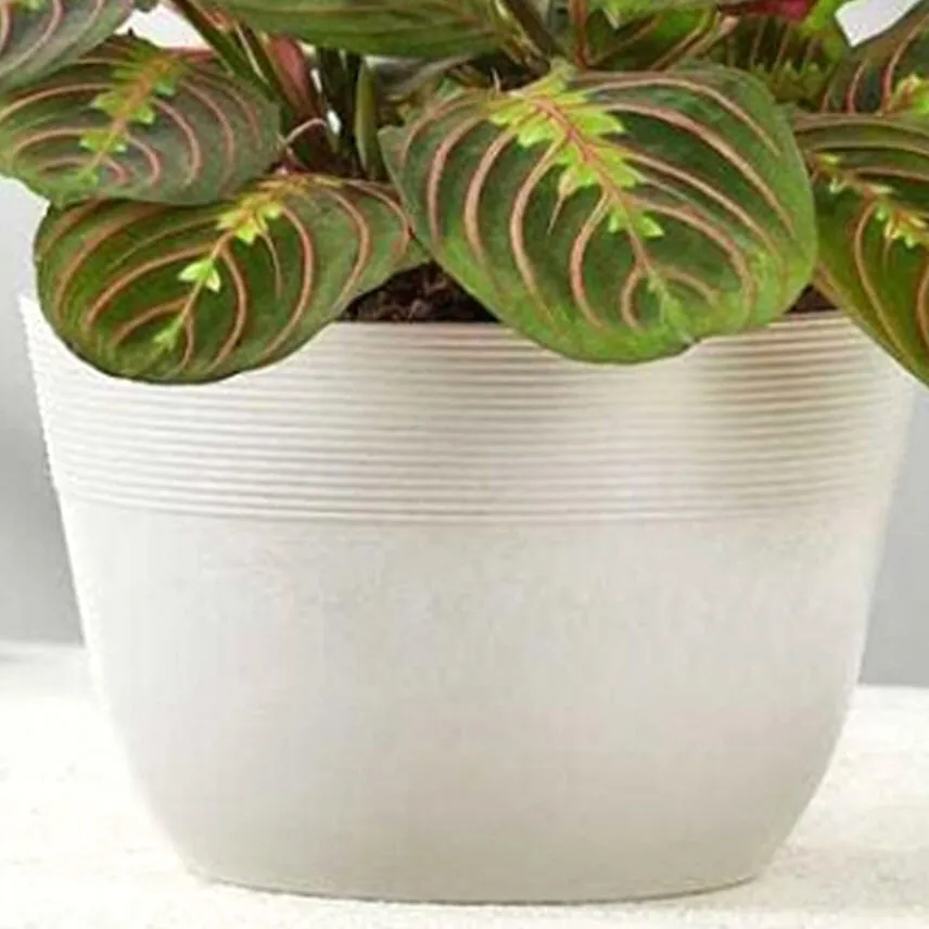 Red Maranta Prayer Plant