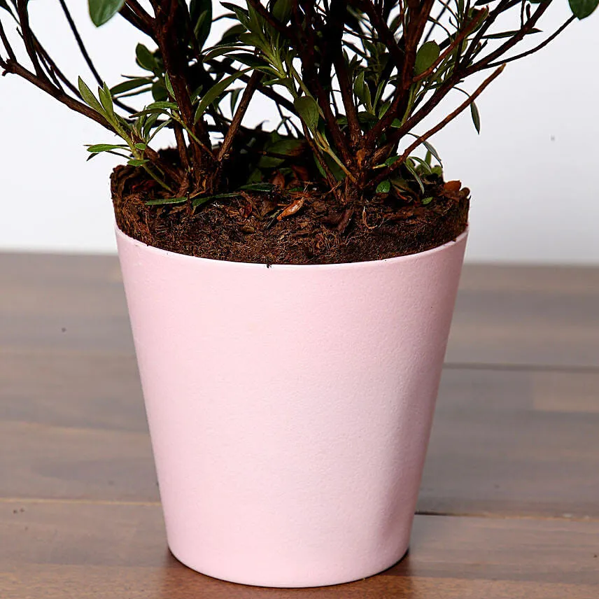 Beautiful Pink Azalea Plant