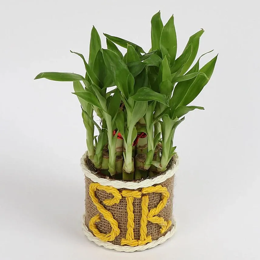 Elegant Lucky Bamboo For Sir