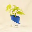 Elegant Money Plant Red Pot