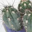 Vibrant Cactus Plant in Square Glass Jar with Colored Sand Layers