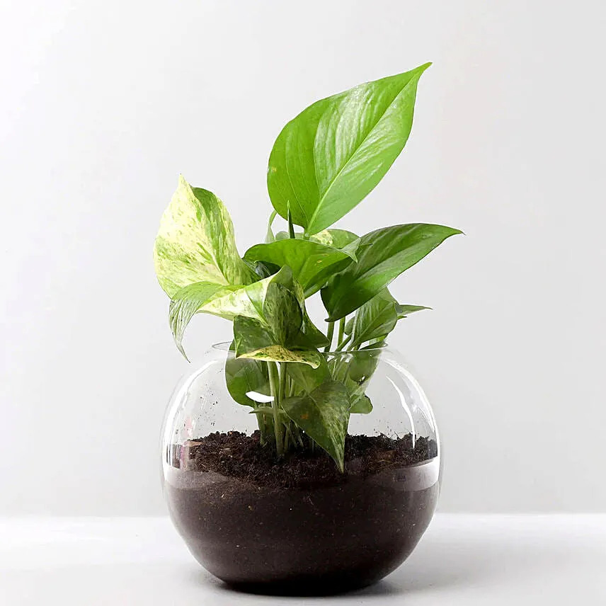 Cheese Minicake With Money Plant