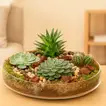 Elegant Succulent Plants in a Decorative Glass Tray for Home Decor