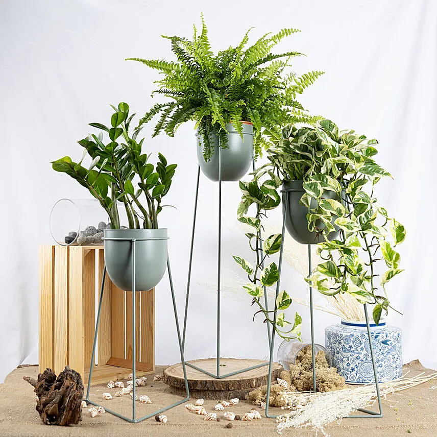 Set of Plants in Premium Stand