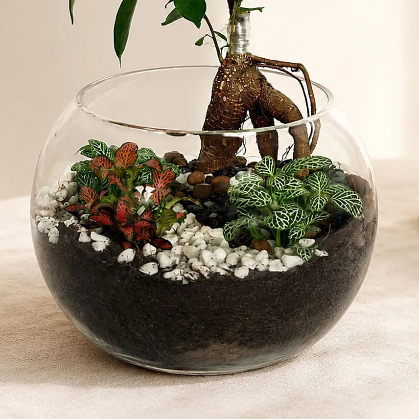 Bonsai Pot Paradise