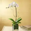 Elegant White Orchid in Glass Vase with Ramadan Kareem Topper