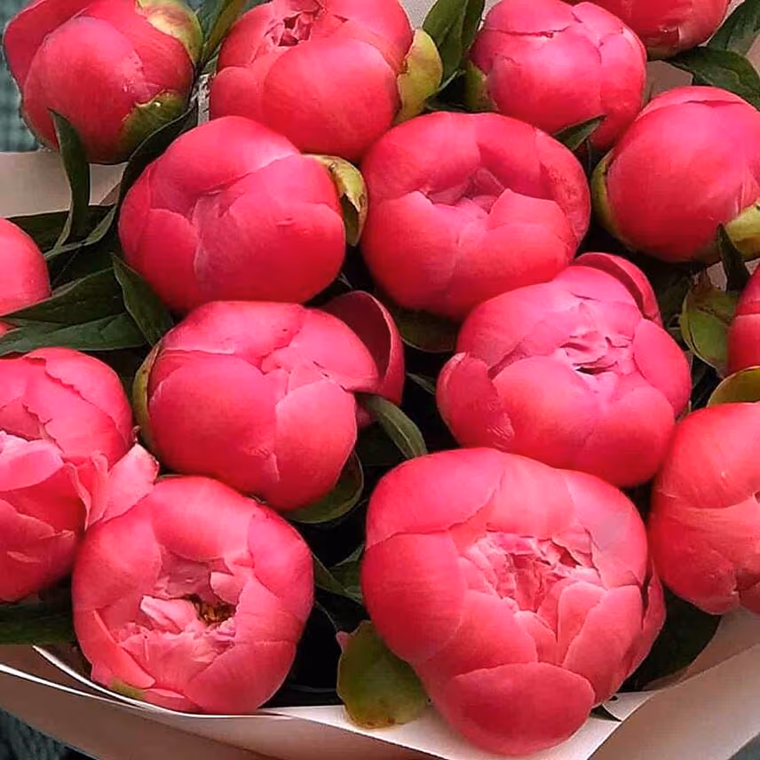 Young Love Peony Bouquet