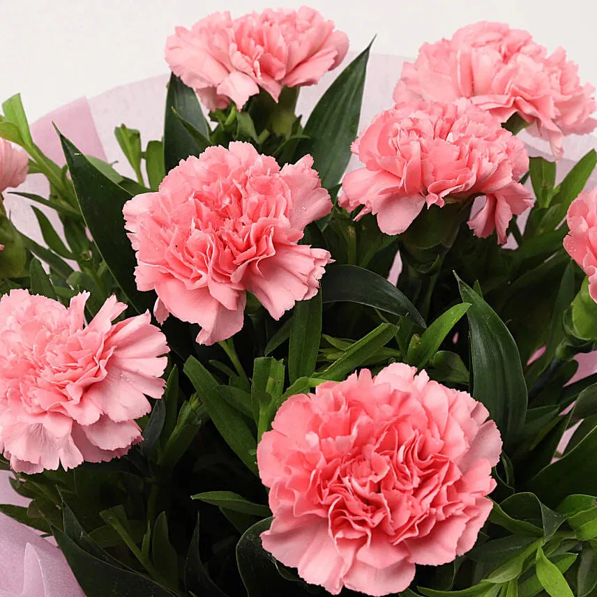 Captivating 6 Pink Carnations Bouquet
